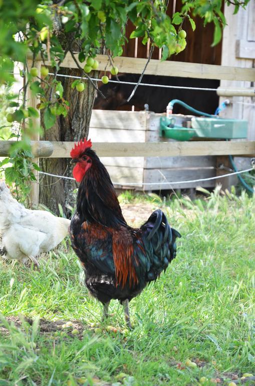 La Petite Ferme Panzió Mazé Kültér fotó