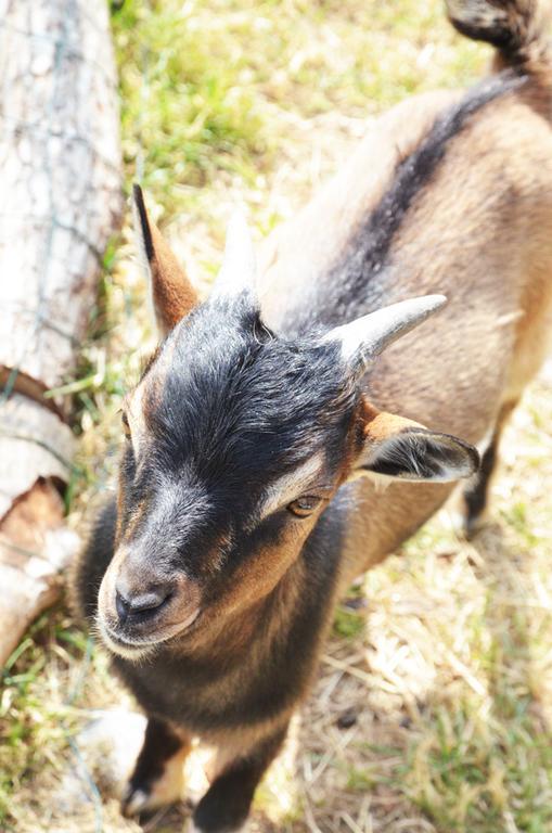 La Petite Ferme Panzió Mazé Kültér fotó